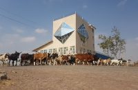 Feed research & market center, Gelan, Ethiopia